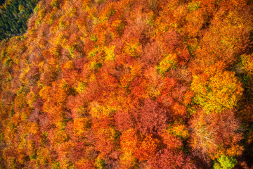 Aerial shot of beautifully lit forest in mountains in red autumn colors, Slovakia Mala Fatra - obrazy, fototapety, plakaty