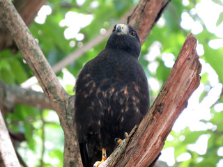 Broad-winged hawk