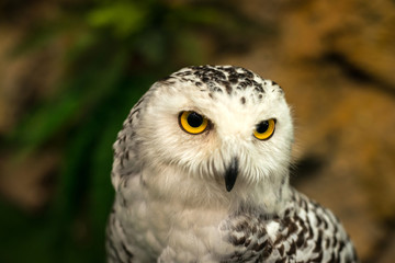 head shot The Owl.owl eyes.