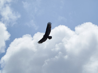 Eagle in the sky.