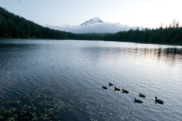 Picturesque trillium lake in Oregon