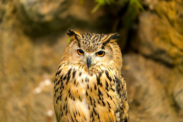 head shot The Owl.owl eyes.
