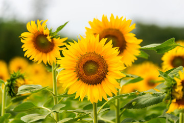 Obraz premium Beautiful Sunflower in full bloom.Big Sunflowers blooming .