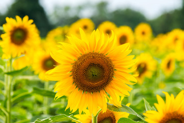 Fototapeta premium Beautiful Sunflower in full bloom.Big Sunflowers blooming .