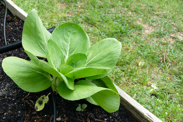 Young bok choy growing in a raised bed of a  backyard vegetable garden. Concept of grow your own, food scarcity and supply chain interruption during the coronavirus covid-19 pandemic.