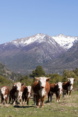 Fototapeta na wymiar Terneros de raza Hereford pastando en campos de la Patagonia, Argentina. 