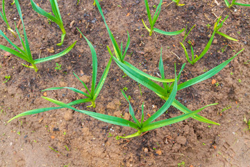 Green onions grow in the garden beds in early spring