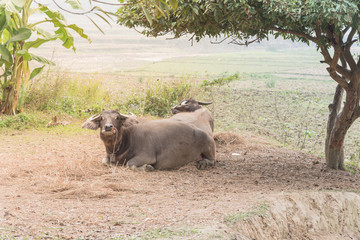 Leashed buffalo on leashed are resting under tree shade in the North Vietnam