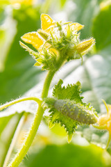 Cucumber embryo with a yellow flower on a branch