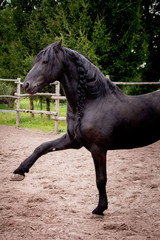 Beautiful friesian horse kicking his leg playful