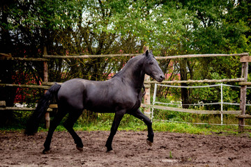 Beautiful friesian horse  trotting in the paddock