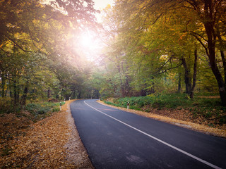 Autumn forest road landscape. Mountain forest road in autumn