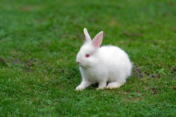 White baby funny rabbit on green grass.