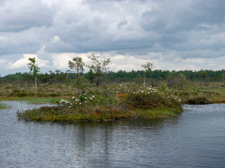 landscape with bog lake and small islands, bog pines and water reflections