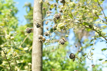 arbol floral navideño