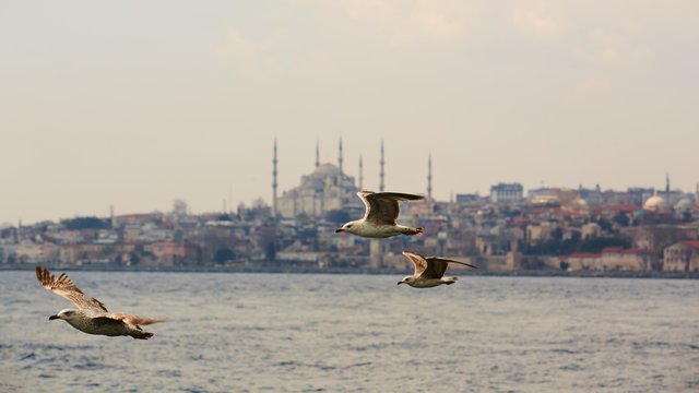 Seagulls flying in a sky with a mosque at the background