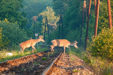 A pair of red deer stags, cervus elaphus, passing on the other side of the railroad. Two sunkissed...