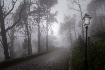 creepy road with overhanging trees