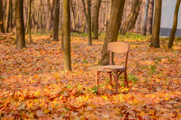 old wooden chair stands on the yellow fallen foliage among the trees in the autumn park