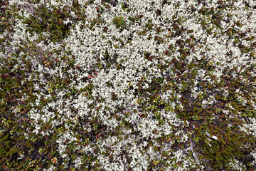 Tundra white reindeer moss in nature.Natural floral background