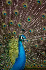 Fototapeta na wymiar peacock standing in a field