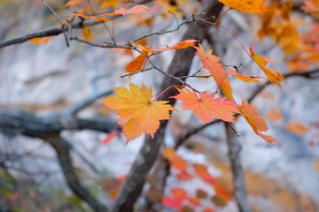 autumn leaves on tree