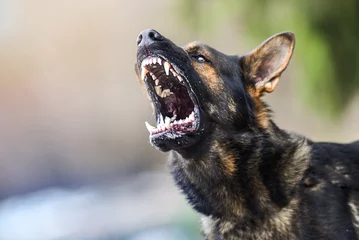 Rolgordijnen Agressieve hond toont gevaarlijke tanden. Duitse herdersaanval hoofd detail. © Milan