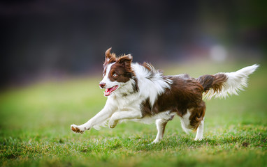 Young dog is fast running on meadow. Brown white border collie from side view. - obrazy, fototapety, plakaty