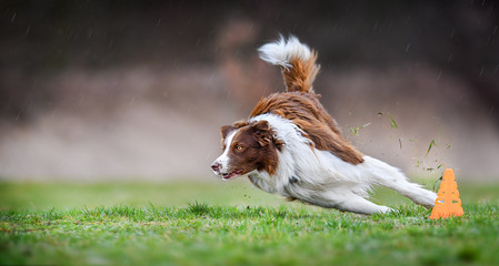 Dog run side view. Brown and white border collie turn very fast around cone on meadow. Agility training place. - obrazy, fototapety, plakaty