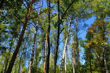 Obraz premium trees in the forest