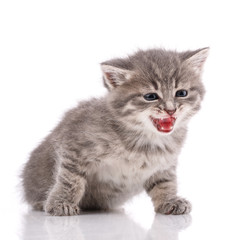 Gray domestic kitten on a white background