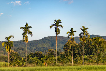 The betel nut planted in the middle of the field.