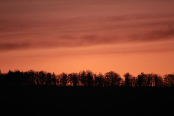 dusk trees