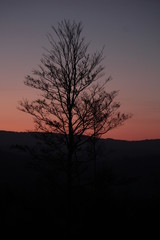 Fototapeta na wymiar dusk trees