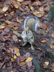 Scoiattolo nel parco di Monza in autunno