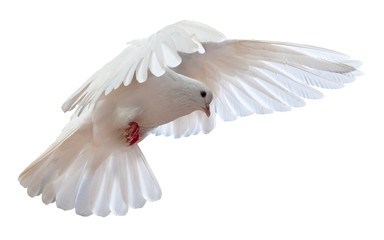 free flying white dove isolated on a white background