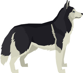 Fototapeta na wymiar Vector illustration Dogs Siberian Husky
