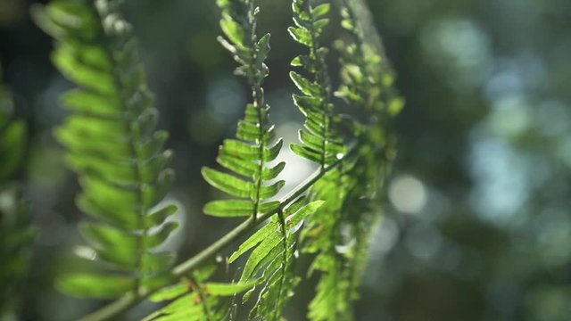 Backlit close up of a bautiful green fern