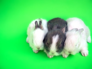baby cute rabbit or new born adorable bunny on green  background
