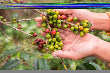 Farmer hand is havesting Arabrica Coffee berry ripening on plant in organic farm.arabica coffee berries with agriculturist hands.Photo select focus.