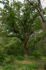 Very old oak tree in a German Moor forest landscape with fern, grass and deciduous trees