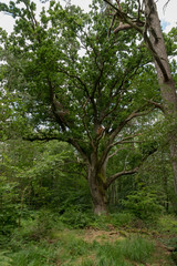 Fototapeta na wymiar Very old oak tree in a German Moor forest landscape with fern, grass and deciduous trees