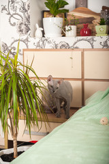 Gray domestic sphinx cat in the bedroom. Sphynx cat walks in the apartment, sniffs indoor flowers.