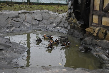 ducks in the park