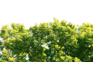 Tree isolated on white background