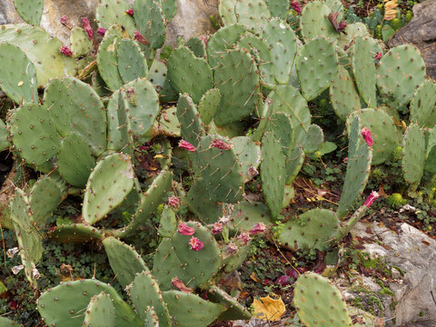 Figuier de Barbarie (Opuntia ficus-indica) aux cladodes ou raquettes &eacute;pineuses avec au sommet son fruit, une figue de Barbarie rouge&acirc;tre entour&eacute;es de fines &eacute;pines brun&acirc;tres, les glochides