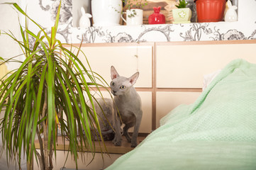 Gray domestic sphinx cat in the bedroom. Sphynx cat walks in the apartment, sniffs indoor flowers.