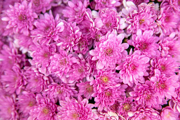 Fototapeta premium Pink color chrysanthemum flowers close up. Floral background.