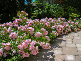 A beautiful pink hedge of carpet roses provides colour and fragrance in the garden all summer long.