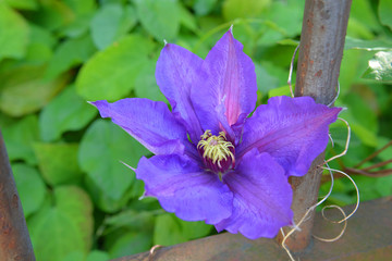 Fleur sur portail